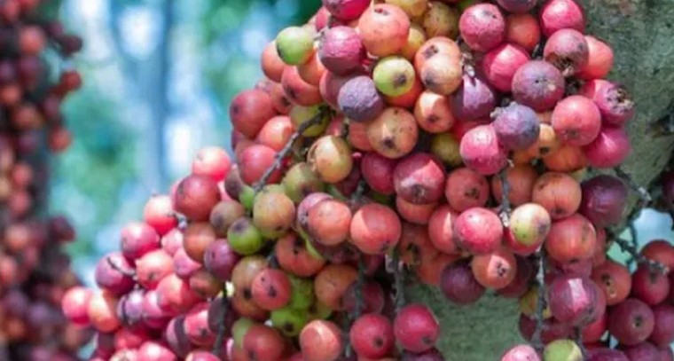 మేడి పండు తింటే పైల్స్ సమస్యలు, చర్మ వ్యాధులు దూరం