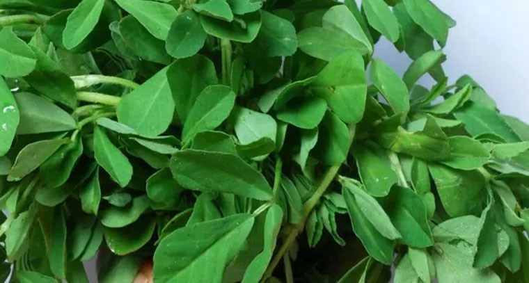 మెంతికూర తాజాగా నిల్వ చేసే సులభమైన పద్ధతులు