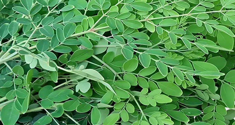 మునగాకు ప్రయోజనాలు తెలుసా?