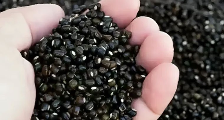 పొట్టు మినపప్పుతో మెదడు ఆరోగ్యానికి మేలు: నిపుణులు