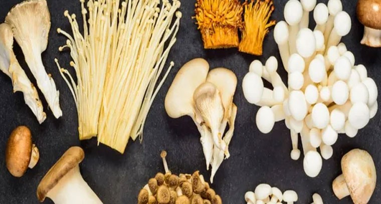 పుట్టగొడుగులు తింటే క్యాన్సర్, గుండె జబ్బులు వంటి దీర్ఘకాలిక వ్యాధులకు చెక్