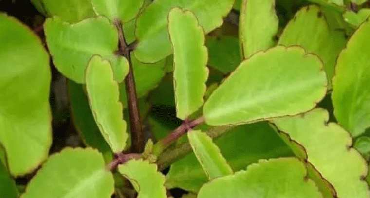 మూత్రపిండాల రాళ్లను కరిగించే రణకల్లి రహస్యం!