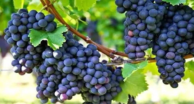 నల్ల ద్రాక్ష తీసుకుంటే ఎన్నో ఆరోగ్య ప్రయోజనాలు!