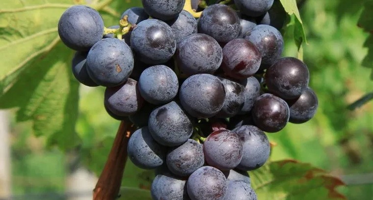 రోజూ నల్ల ద్రాక్ష పండ్లు ఇలా తింటే.. 