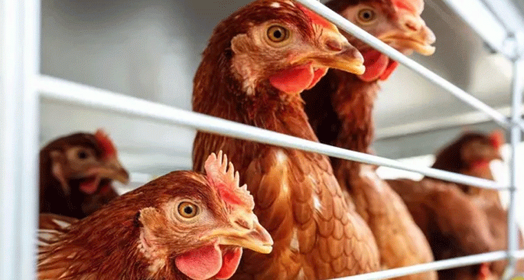 భారీగా పెరిగిన నాటు కోడి ధర.. కిలో రూ. 1000కి పైమాటే!