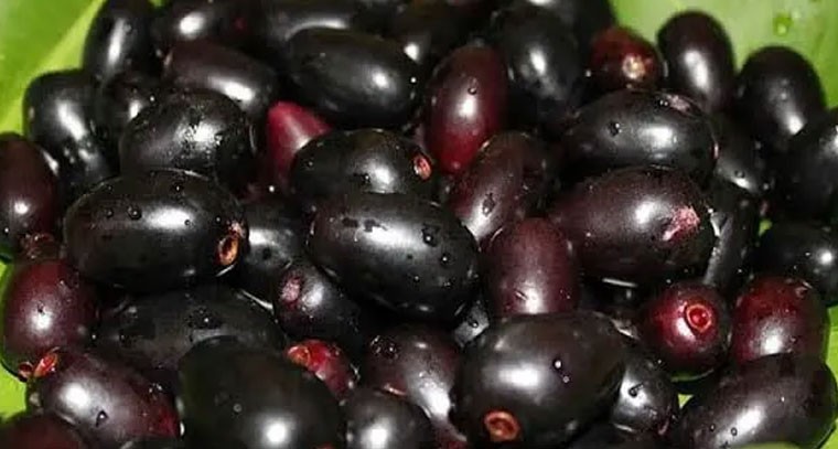 నేరేడు పండ్లు వదిలిపెట్టకుండా తినండి