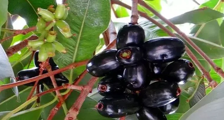 నేరేడు పండ్లలో దాగున్న ఆరోగ్యం