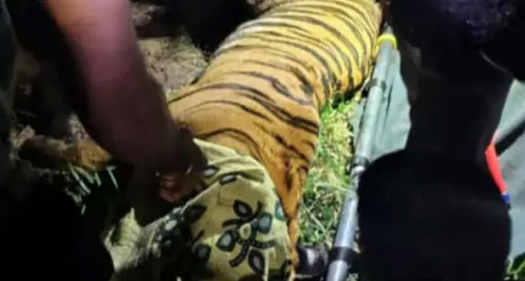 ఆరు రోజులుగా హడలెత్తించిన పెద్దపులిని బంధించిన అధికారులు