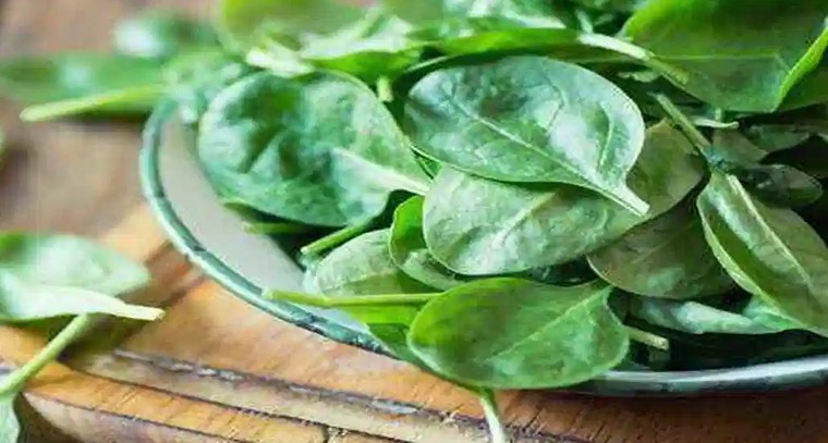 పాలకూర ఒక అద్భుతమైన ఆకు కూర 