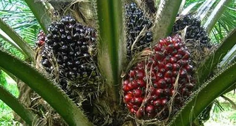 ఆయిల్ పామ్ సాగులో మల్చింగ్‌తో ప్రయోజనాలు