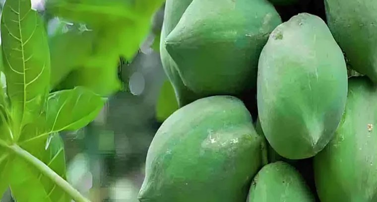 పచ్చి బొప్పాయితో ఆరోగ్యానికి చాలా ప్రయోజనాలు