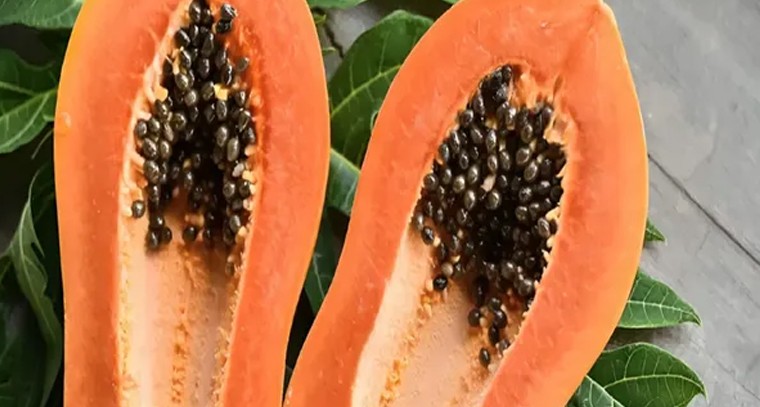 బొప్పాయి ఆకులతో డెంగ్యూ వ్యాధి దూరం: నిపుణులు