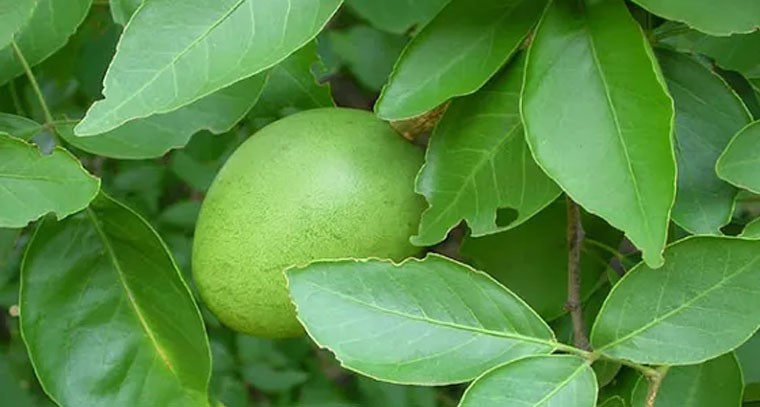 రోజూ ప‌ర‌గ‌డుపునే ఈ ఆకులు తింటే ఎంత మంచిదో తెలుసా?