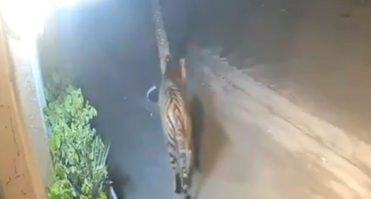 రాజమండ్రి శివారులో పెద్దపులి కలకలం