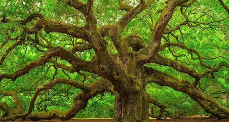 ఇంటి చుట్టూ ఈ 5 చెట్లు పెంచితే ప్రమాదమే!