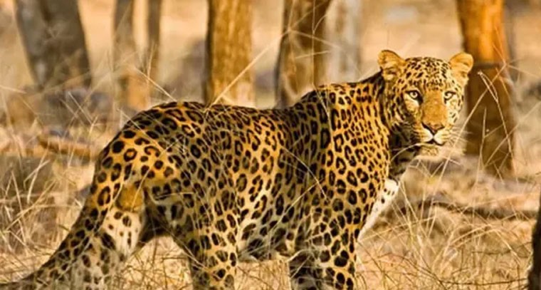 శ్రీశైలం శిఖరం వద్ద చిరుత సంచారం!