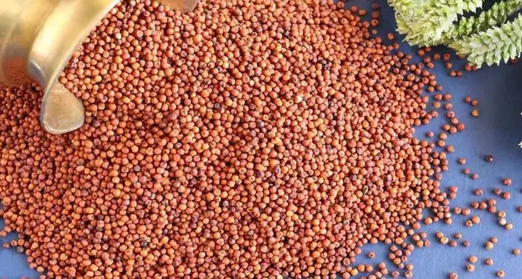 రాగులు రోజుకు ఎంత మోతాదులో తినాలో తెలుసా?