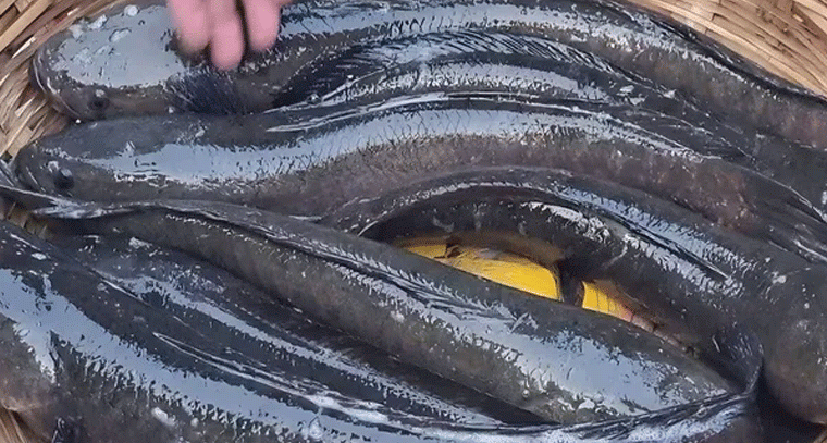 ఆరోగ్యానికి మేలు చేసే కొర్రె మీను.. పోషకాల ఖజానా