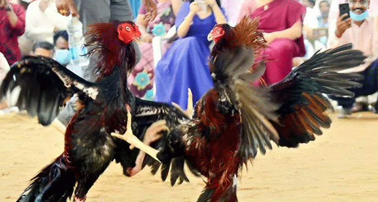 సంక్రాంతి.. కోడి పందేలు, ఎడ్ల పోటీలు