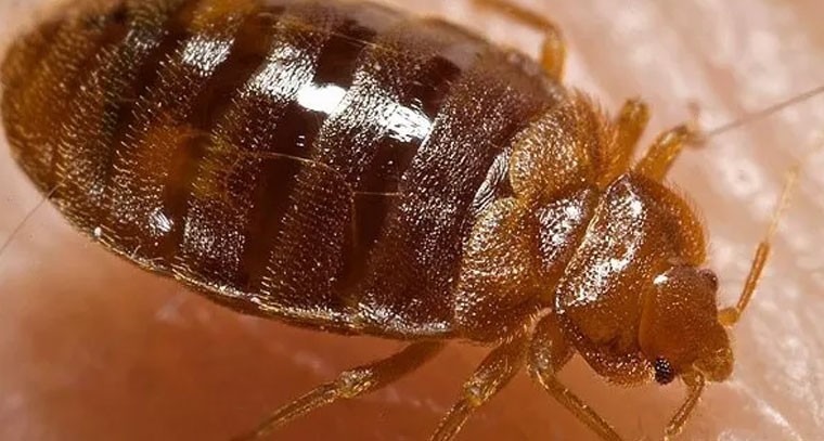 స్క్రబ్ టైఫస్: నల్లి కాటుతో ప్రాణాపాయం, వైద్యుల హెచ్చరిక