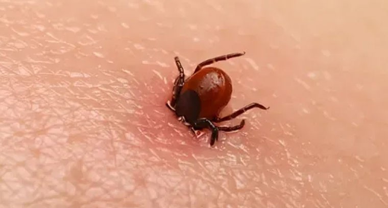 స్క్రబ్ టైఫస్: నిర్లక్ష్యం చేస్తే ప్రాణాంతకం