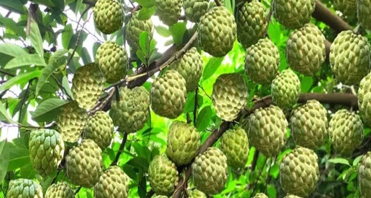 సీతాఫలం పండ్లు తింటే రక్తపోటు సమస్యకు చెక్