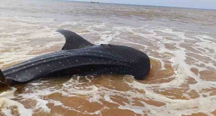 విశాఖ తీరంలో కనువిందు చేసిన వేల్ షార్క్
