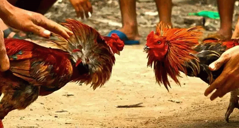 ఏపీలో జోరుగా కోడి పందేలు