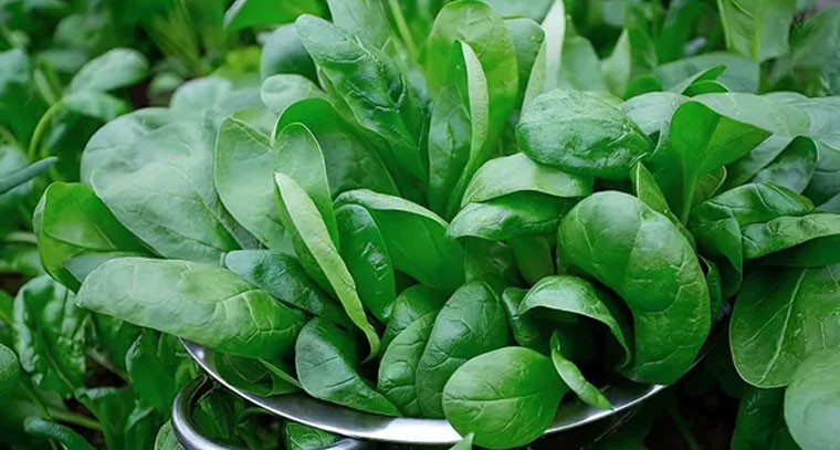 పాలకూరతో జీర్ణక్రియకు మేలు: నిపుణులు