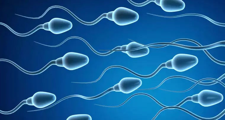 స్పెర్మ్ కౌంట్ పెరగడానికి  ఏ ఆహారం తీసుకోవాలి? 