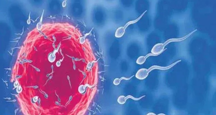 తండ్రి వీర్యకణాల నాణ్యతే గర్భధారణకు కీలకం!
