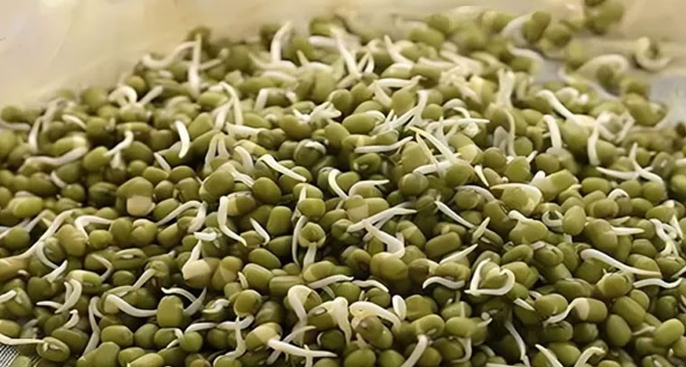 మొలకెత్తిన పెసర గింజలు తినడం వల్ల మలబద్ధకం దూరం: నిపుణులు