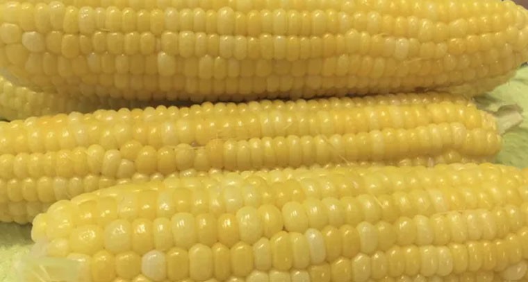 డైలీ స్వీట్ కార్న్ తింటే బోలెడు బెనిఫిట్స్