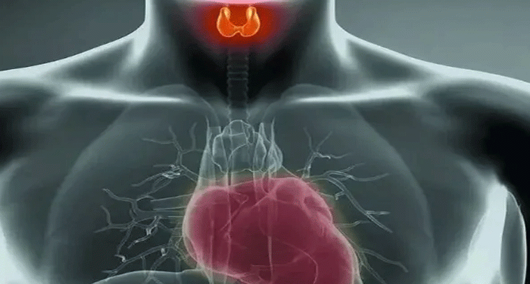 థైరాయిడ్‌తో గుండెకు ముప్పు