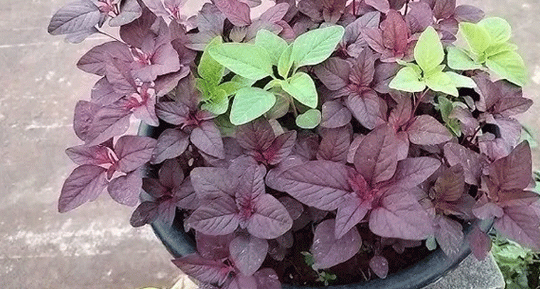 ఎర్ర తోటకూర ఆరోగ్యానికి అద్భుత వరం!