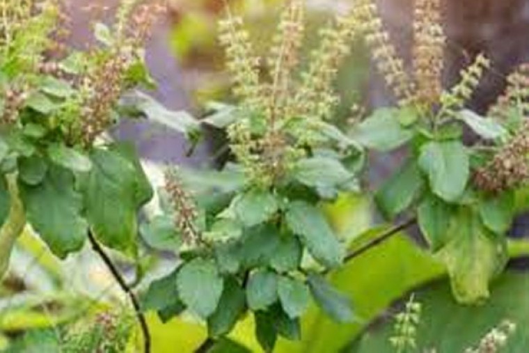 తులసితో ఎన్నో ఆరోగ్య లాభాలు 

