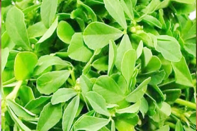 మెంతికూరతో ఆ సమస్యకు చెక్ 

