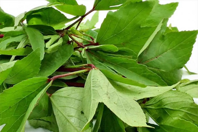 గోంగూరతో కలిగే ఆరోగ్య లాభాలు 

