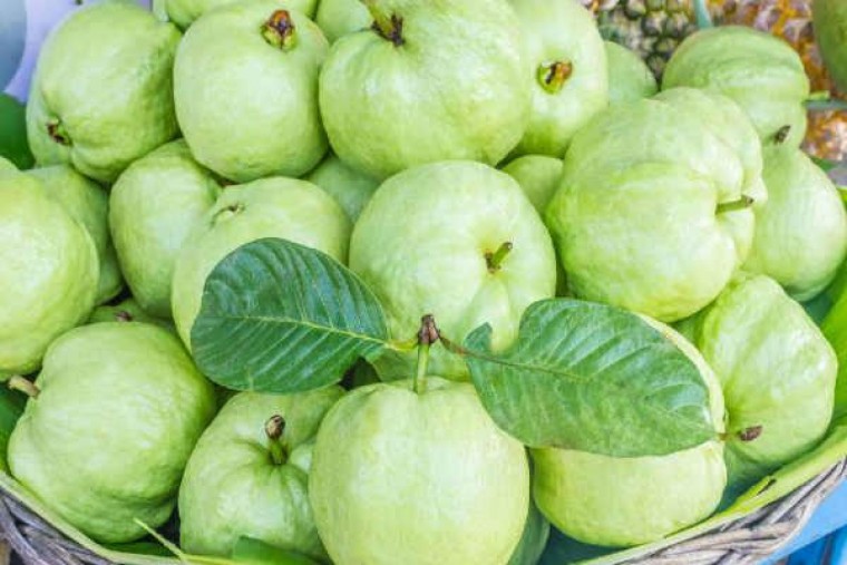 జామపండుతో కలిగే ఆరోగ్య ప్రయోజనాలు 

