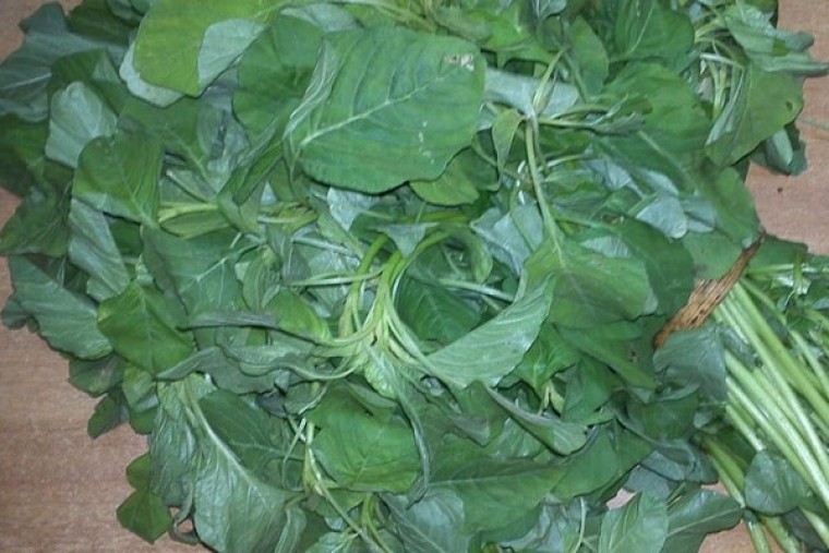 తోటకూరతో ఎన్నో ఆరోగ్య ప్రయోజనాలు

