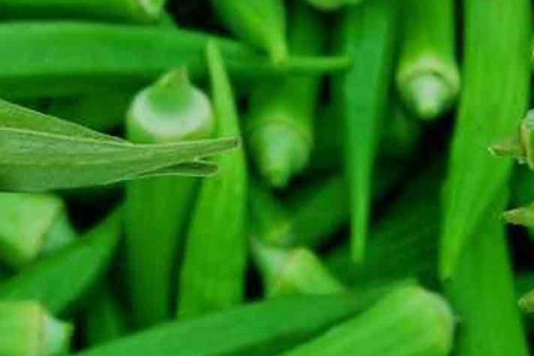 బెండకాయతో అనేక ఆరోగ్య ప్రయోజనాలు

