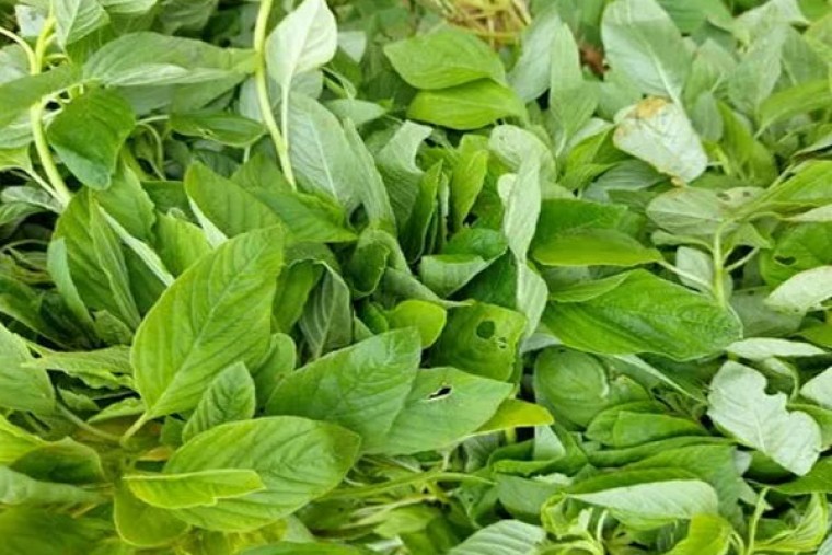 తోటకూర వల్ల కలిగే లాభాలు 

