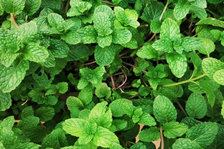 పుదీనాతో అనేక ఆరోగ్య ప్రయోజనాలు 

