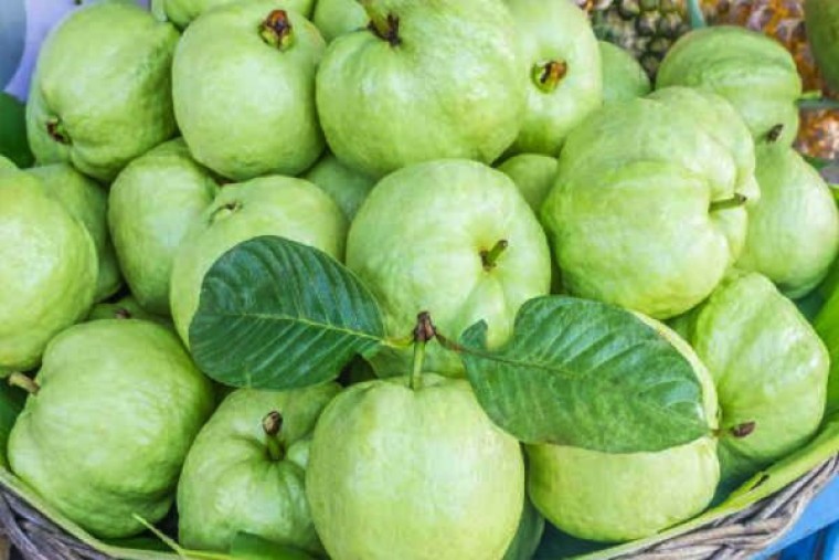 జామపండుతో ఆరోగ్యానికి ఎంతో మేలు

