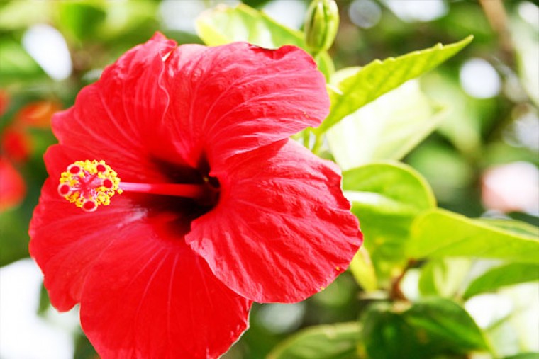 మందార ఆకులతో అద్భుతమైన ఆరోగ్య ప్రయోజనాలు 

