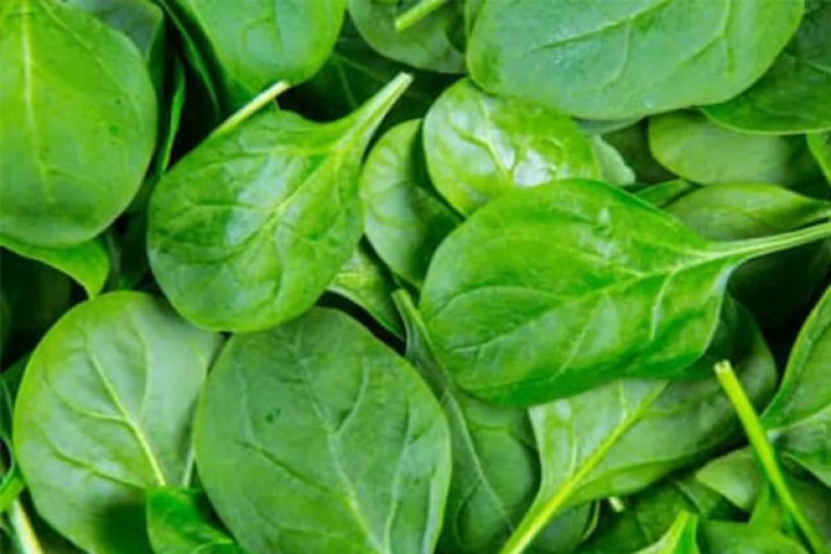 పాలకూరతో ఎన్నో ఆరోగ్య ప్రయోజనాలు

