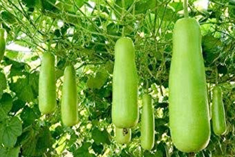 సొరకాయతో కలిగే ఆరోగ్య లాభాలు 

