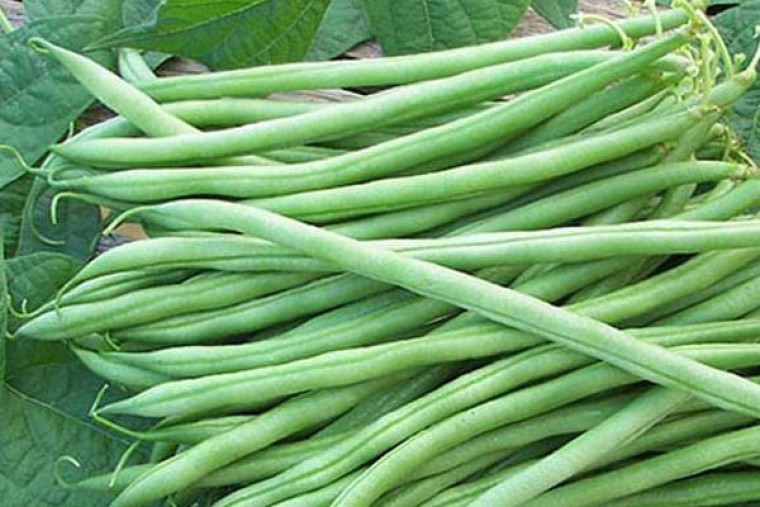 బీన్స్‌తో ఎన్నో ఆరోగ్య లాభాలు 

