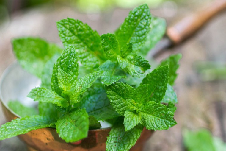 పుదీనాతో ఆ సమస్యకు చెక్  

