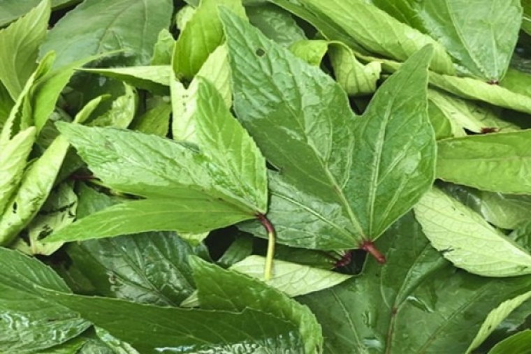 గోంగూరతో కలిగే లాభాలు 

